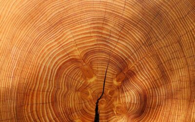 04.11.2013 – Euro am Sonntag – Holz – der unterschätze Faktor