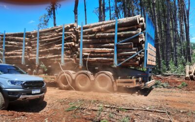 Neues Sägewerk – Ein Meilenstein für Miller Forest