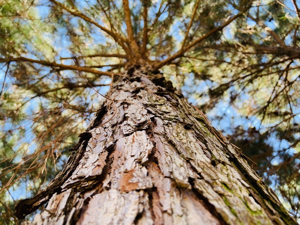 In unserer Aufforstung wachsen Kiefern, Eukalyptusbäume und einheimische Baumarten