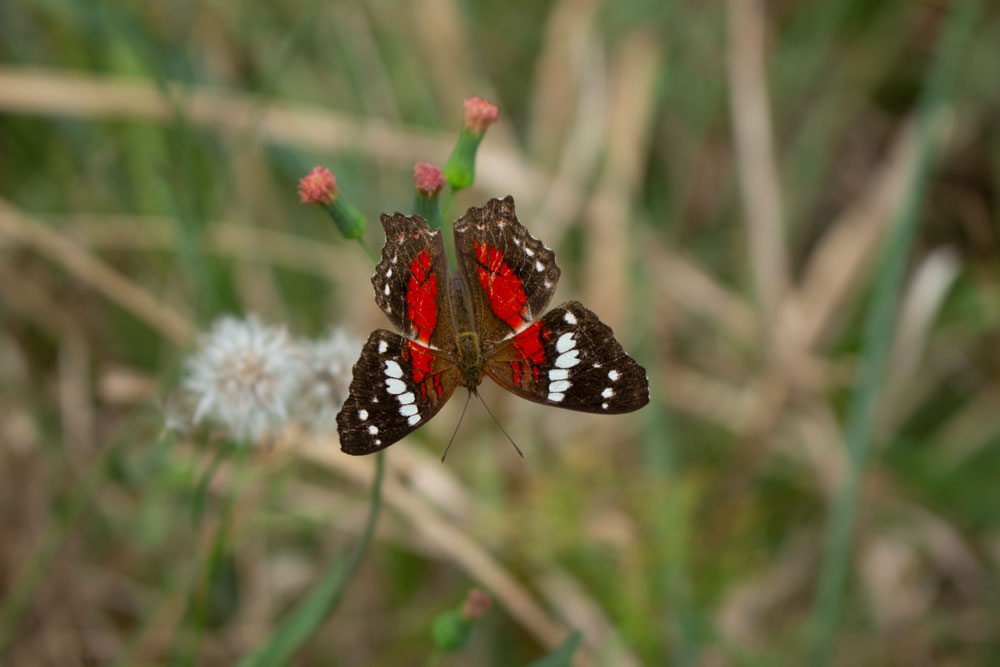 Schmetterling