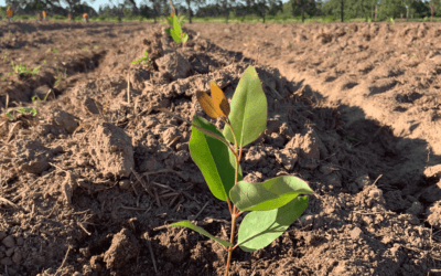 Worauf Sie beim Vererben Ihres Waldgrundstückes achten sollten