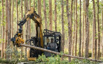 Transparenz und faire Preise für Wald-Investoren