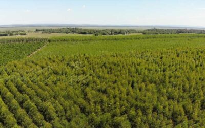 Neues zu Grundstücksübertragungen in Paraguay