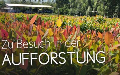 Digitaler Rundgang – Zu Besuch in der Aufforstung