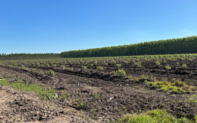 Inspektionsreise von Josef Miller, April 2025, zu unserer Aufforstung Felber Forest S.A. in Caazapá